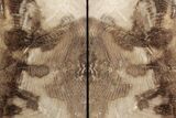 Petrified Wood Bookends - Oregon #195173-1